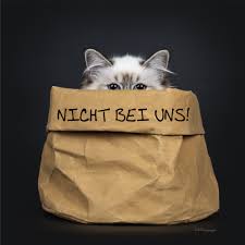 Katze im Sack